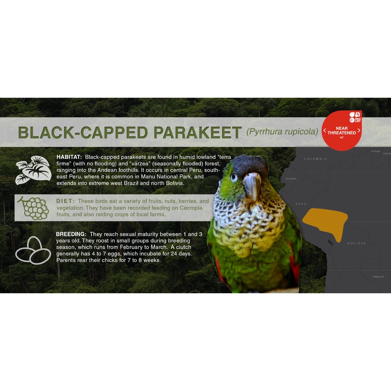 Black-Capped Parakeet (Pyrrhura rupicola) – Aluminum Sign No SmartShield