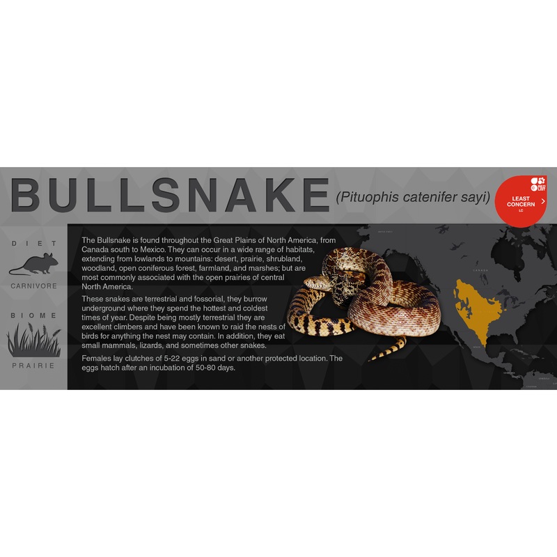 Bullsnake (Pituophis catenifer sayi) – Black Series Vivarium Label Black