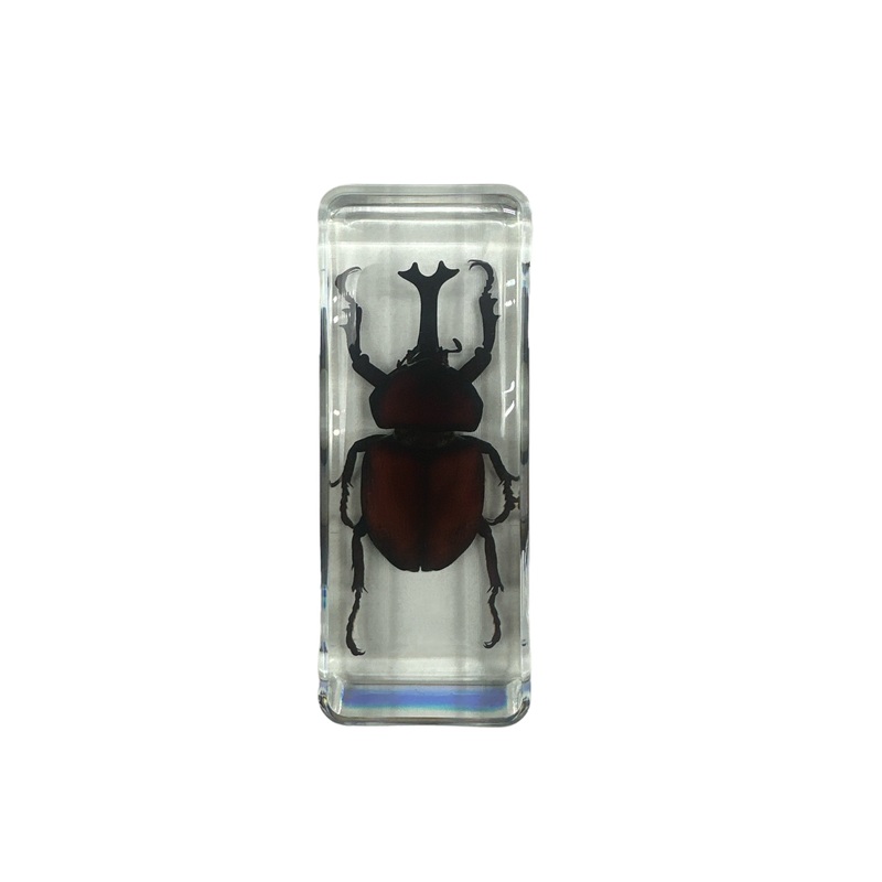 Giant Unicorn Beetle – Specimen In Resin