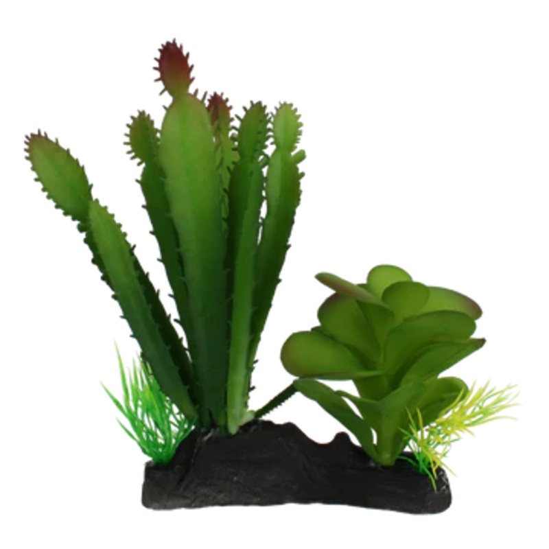 Komodo Cactus and Succulent