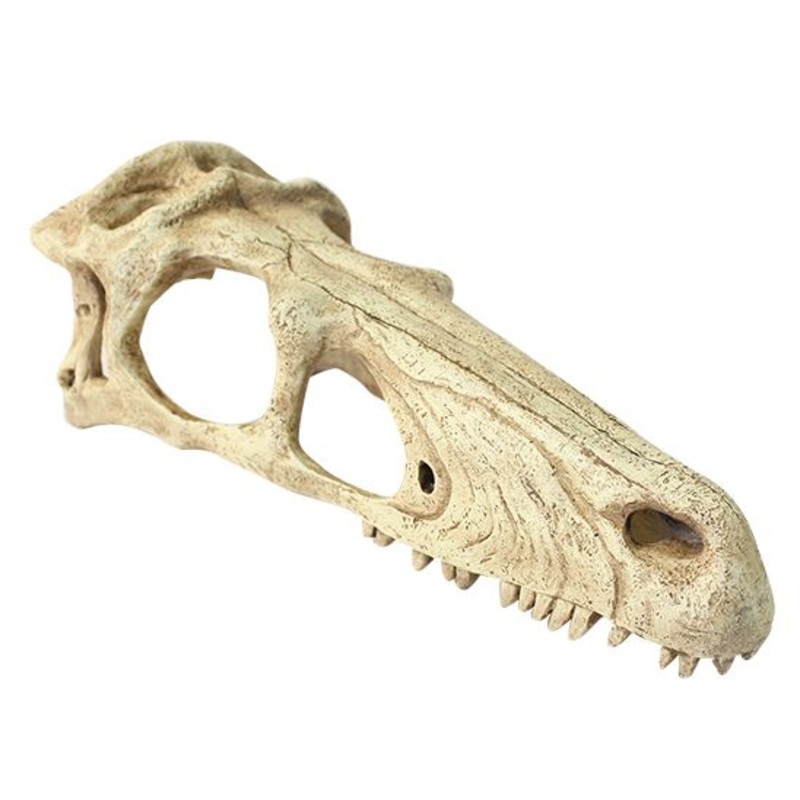Komodo Raptor Skull Large