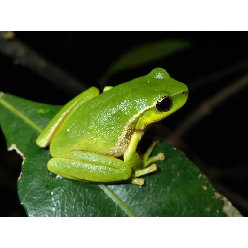 Leaf Green Tree Frog