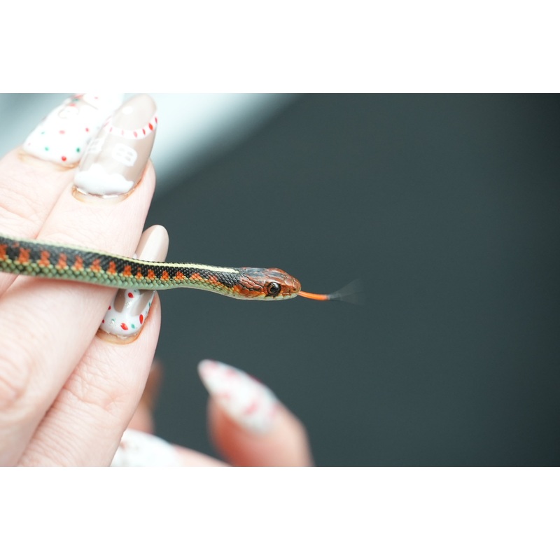 Male California Red Sided Garter Snake