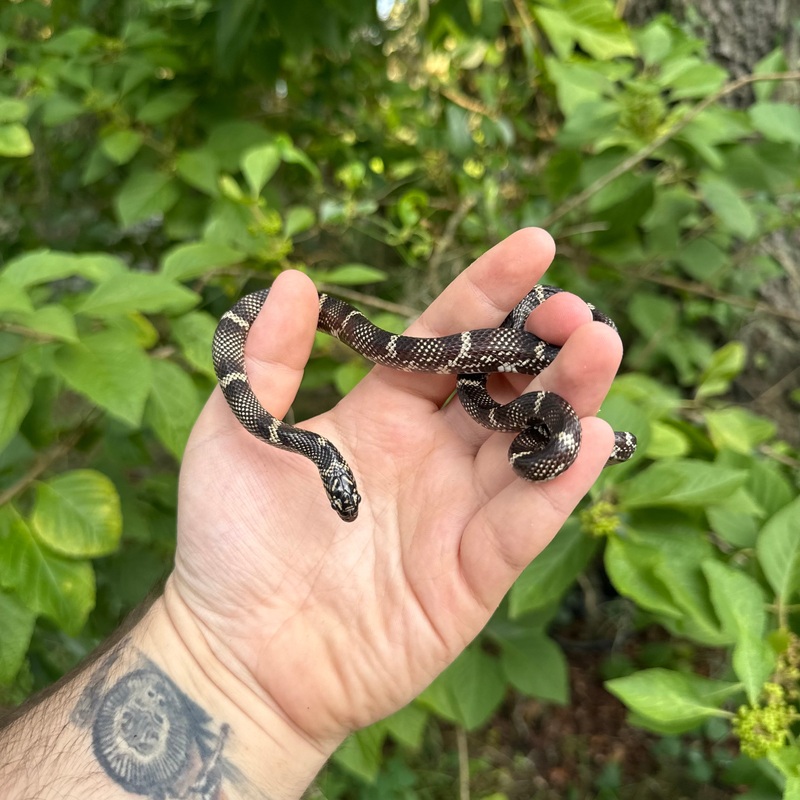 Outer Banks Kingsnake Male