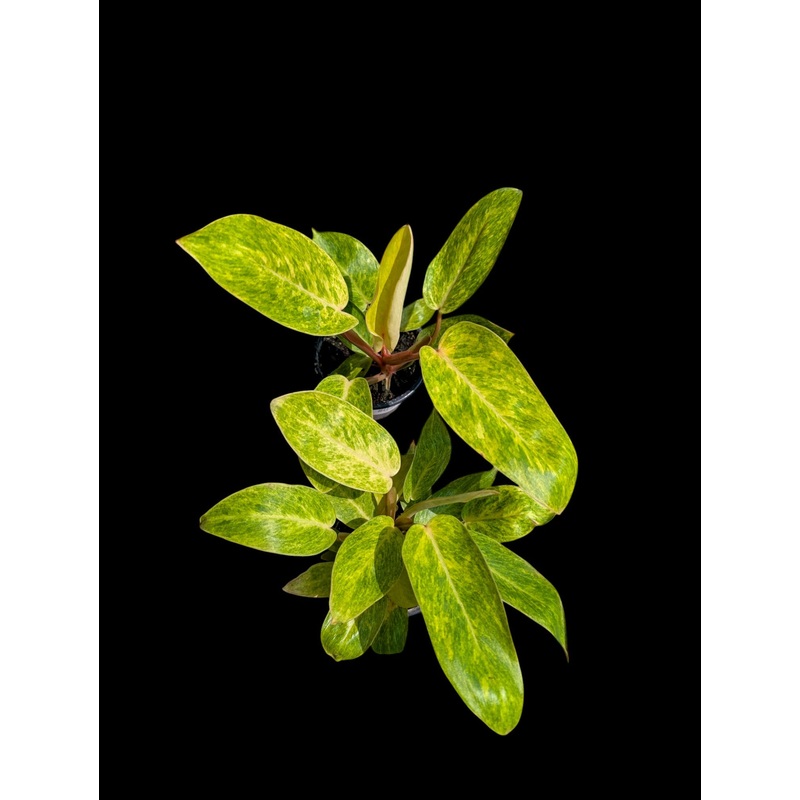 Philodendron Painted Lady 3.5″ Pot
