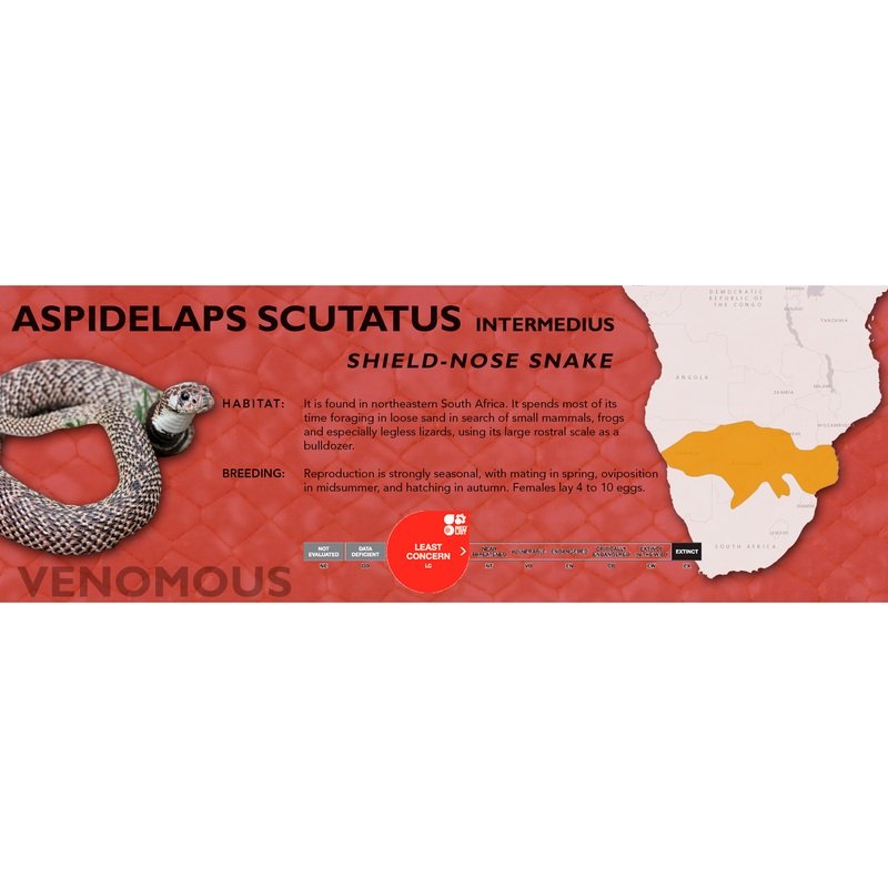 Shield-Nose Snake (Aspidelaps scutatus intermedius) Classic Vivarium Label Original