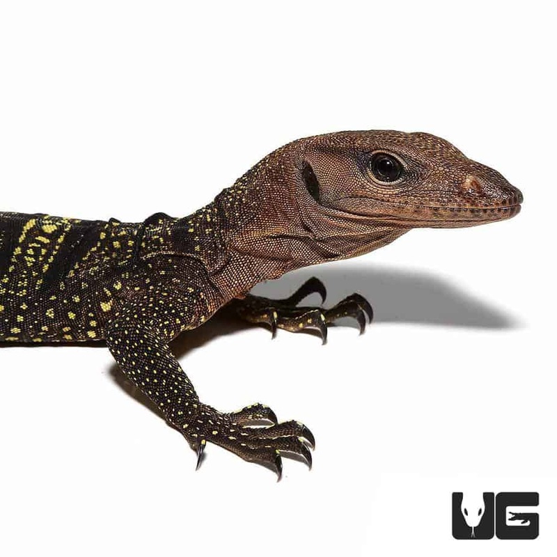 Spiny Neck Monitors For Sale