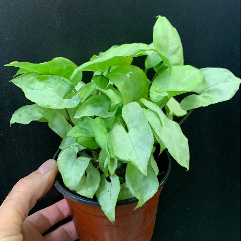 Syngonium Moonlight