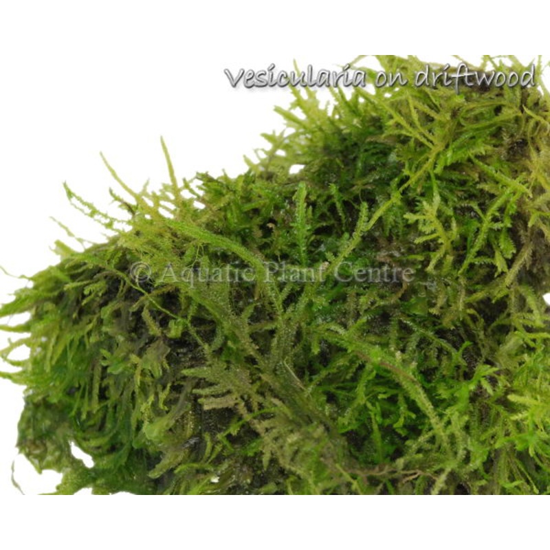 Vesicularia dubyana (Wild)  in Cup