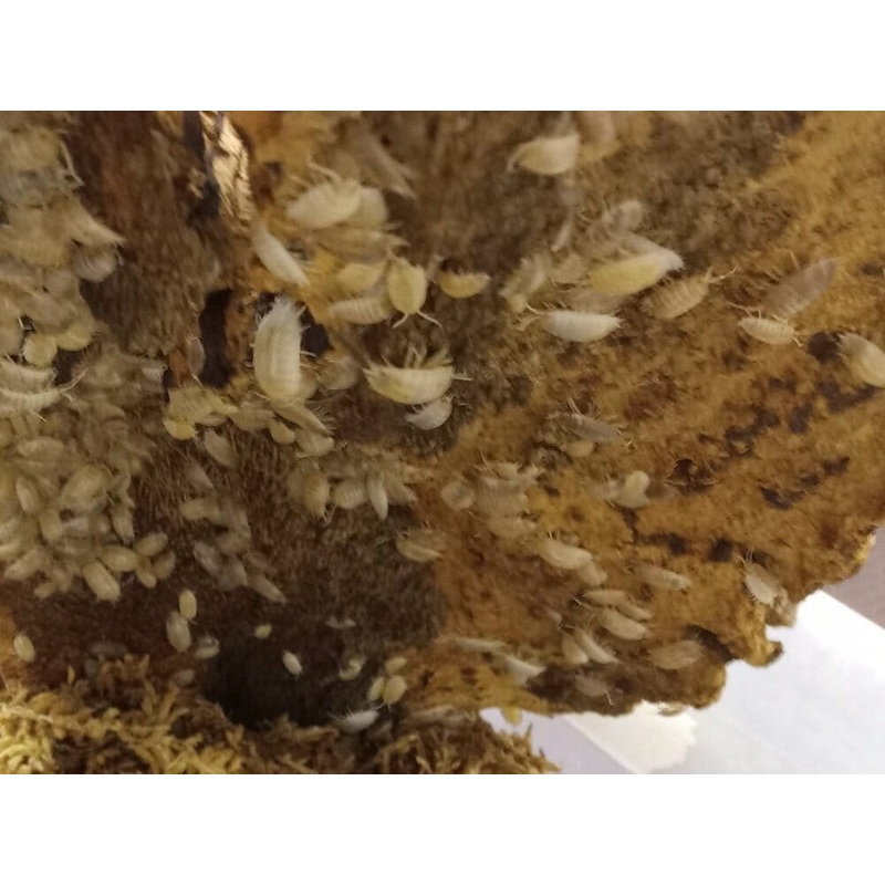 “White Laevis + Dairy Cow mix” Isopods (Porcellio laevis) 10ct