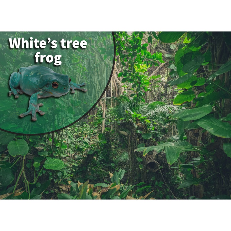 White’s Tree Frog (Litoria caerulea) Bioactive Vivarium Kit 20 gallon high