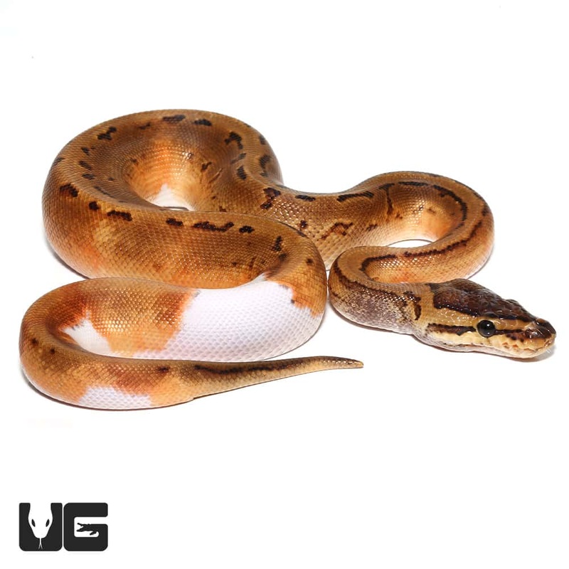 2019 Pinstriped Pied Ball Python For Sale