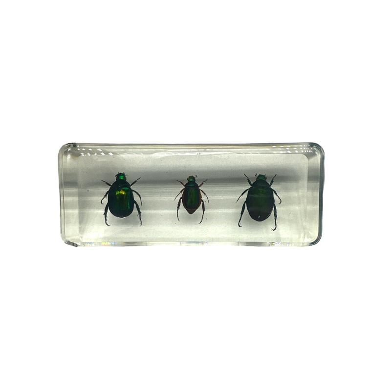 3 Stag Beetles – Specimen In Resin