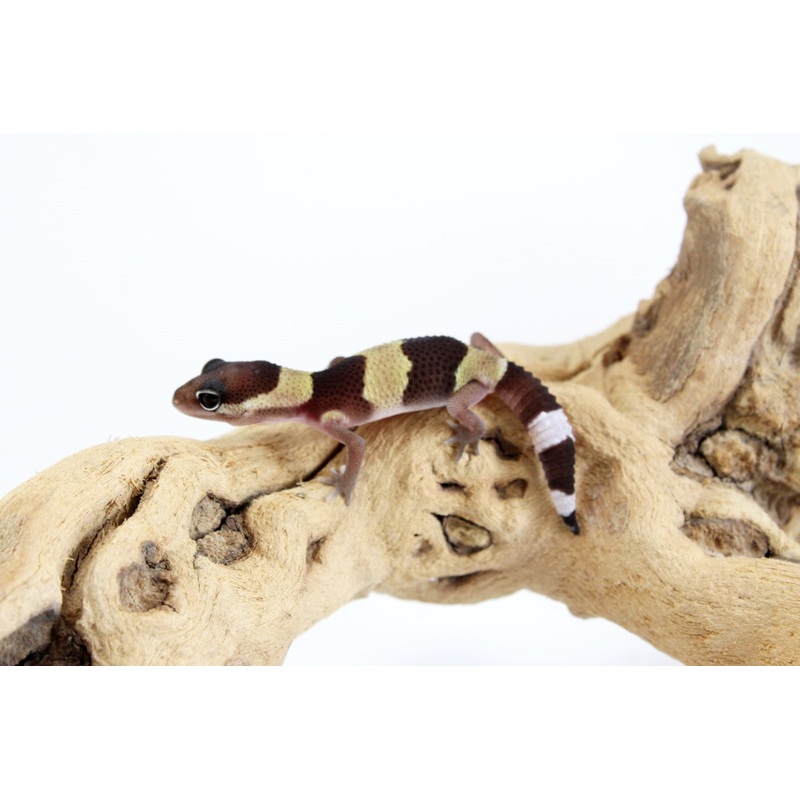 66% Het Amel Zulu Patternless Fat Tail Gecko