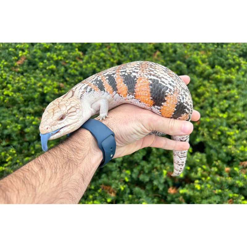 Adult Northern Blue Tongue Skink (Female)