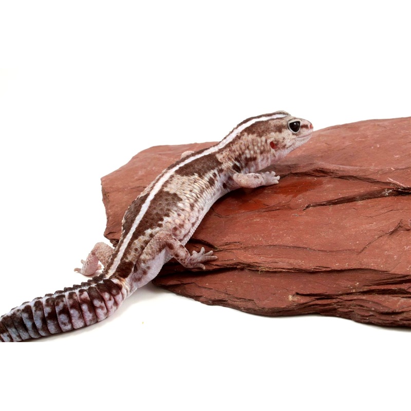 African Fat Tail Gecko – Striped