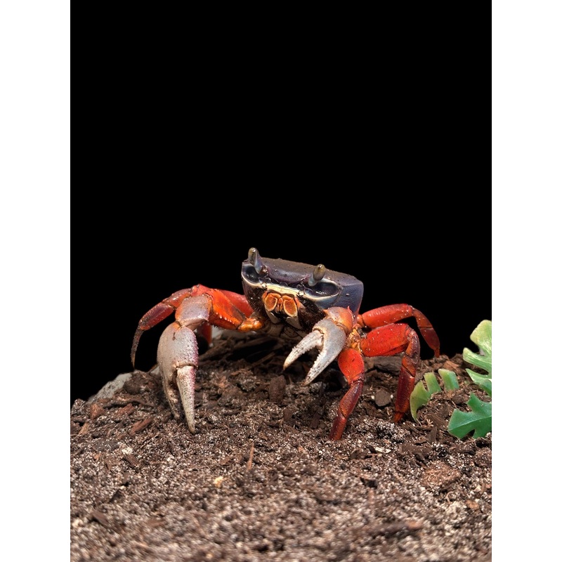 African Rainbow Crab