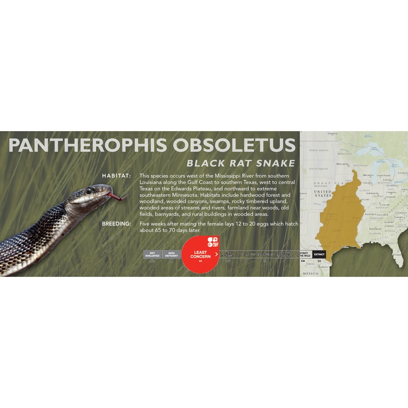Black Rat Snake (Pantherophis obsoletus) Classic Vivarium Label Normal