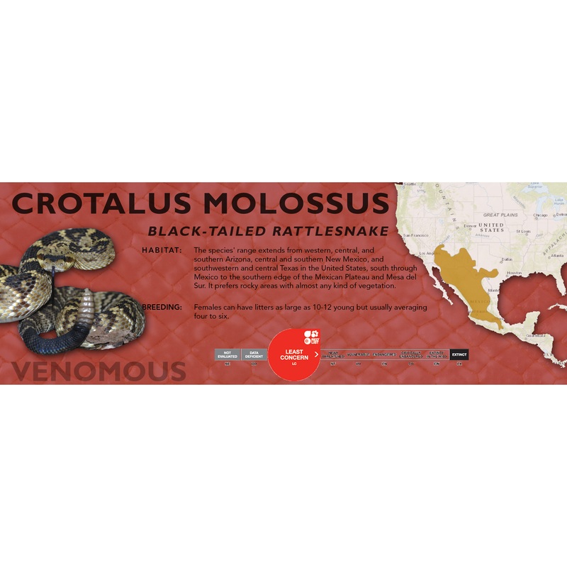 Black-Tailed Rattlesnake (Crotalus molossus) Classic Vivarium Label Original
