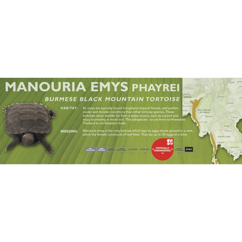 Burmese Black Mountain Tortoise (Manouria emys phayrei) – Classic Vivarium Label