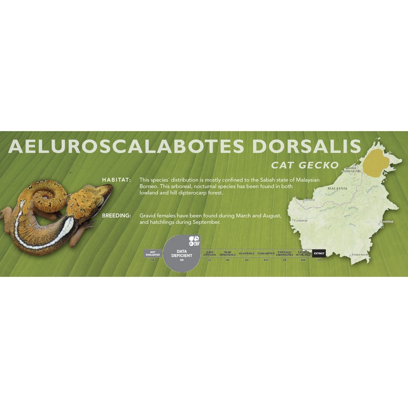 Cat Gecko (Aeluroscalabotes dorsalis) Classic Vivarium Label