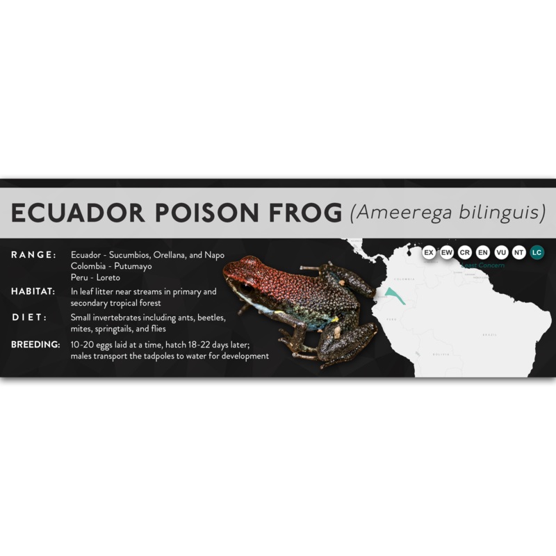 Ecuador Poison Frog (Ameerega bilinguis) – X Label Laminated Paper