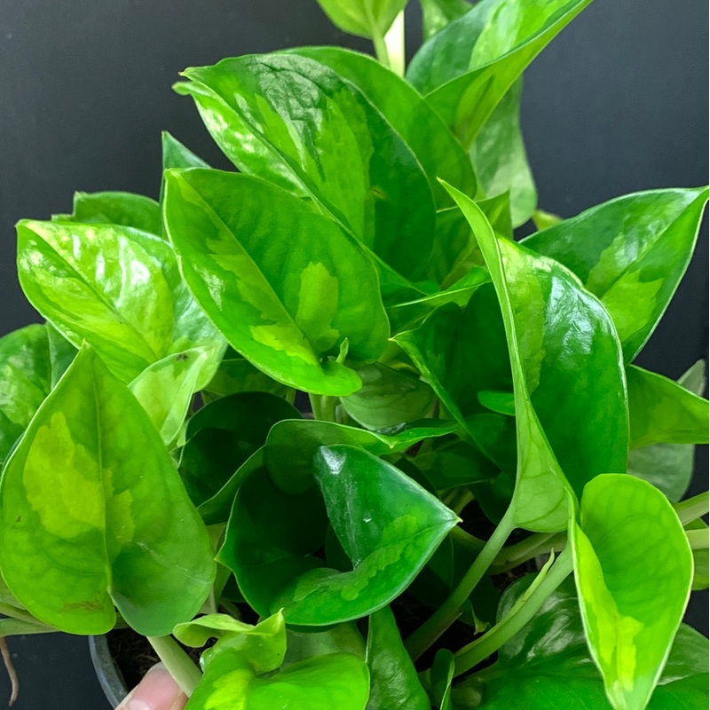 Global Green Pothos 4 inch