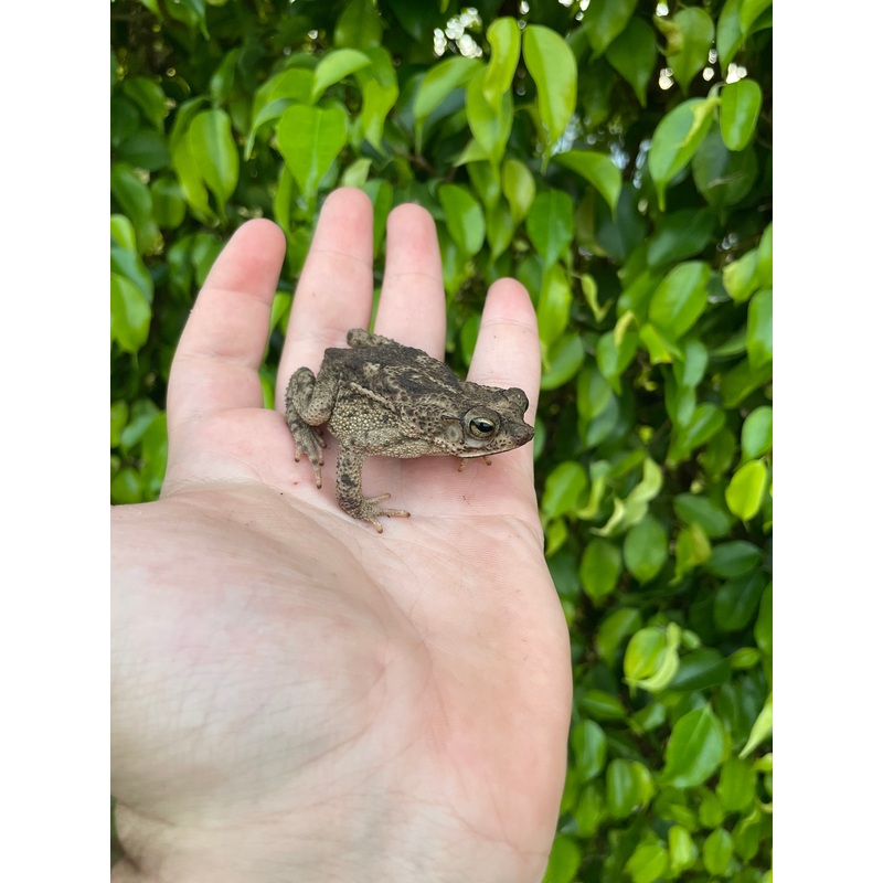 Marbled Toad