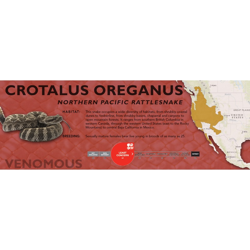 Northern Pacific Rattlesnake (Crotalus oreganus) Classic Vivarium Label Original