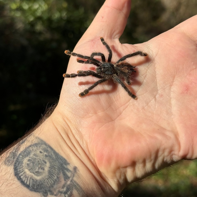 Pink Toe Tarantula (Avicularia avicularia)