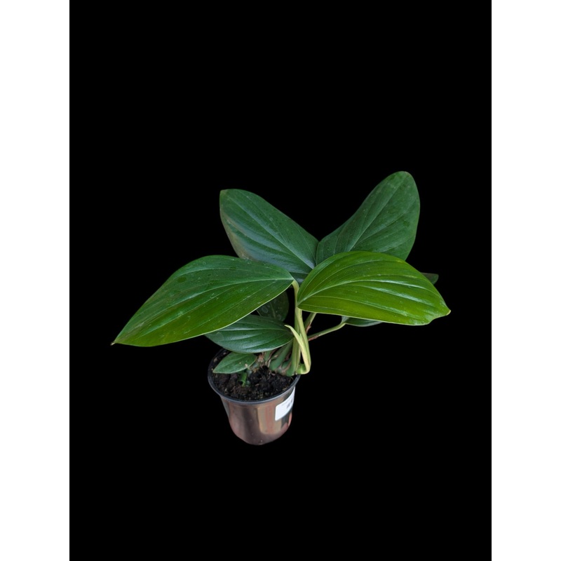 Rhaphidophora decursiva 4 pot