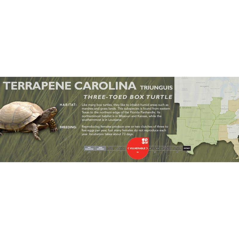 Three-Toed Box Turtle (Terrapene carolina triunguis) – Classic Vivarium Label