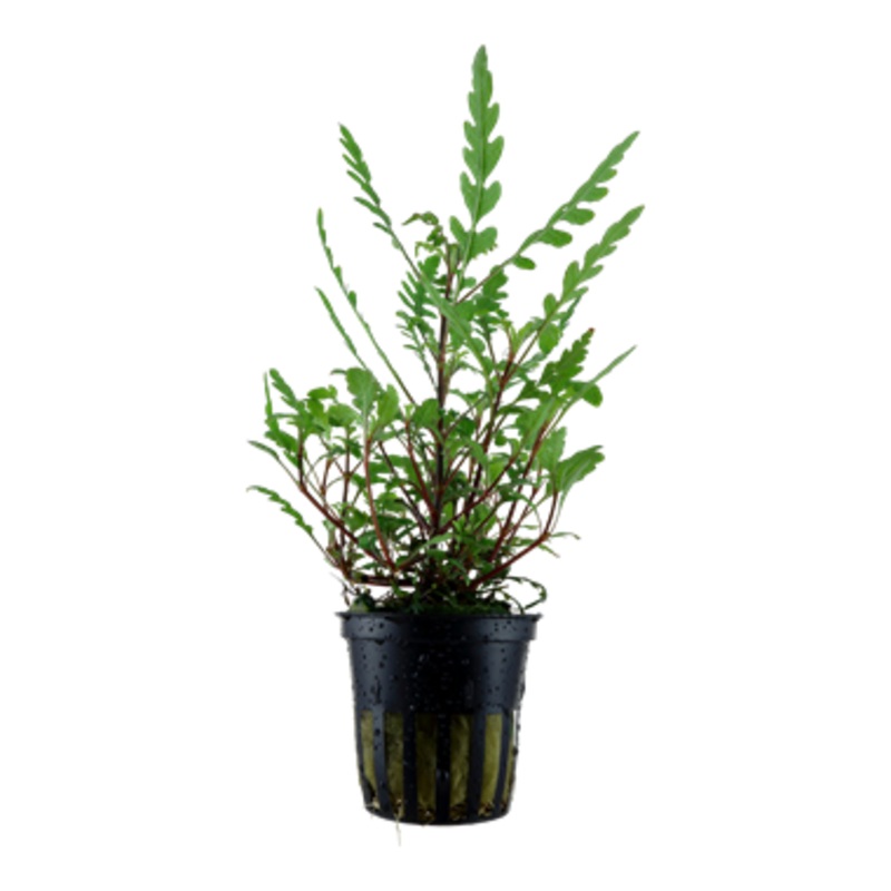 Tropica Hygrophila pinnatifida