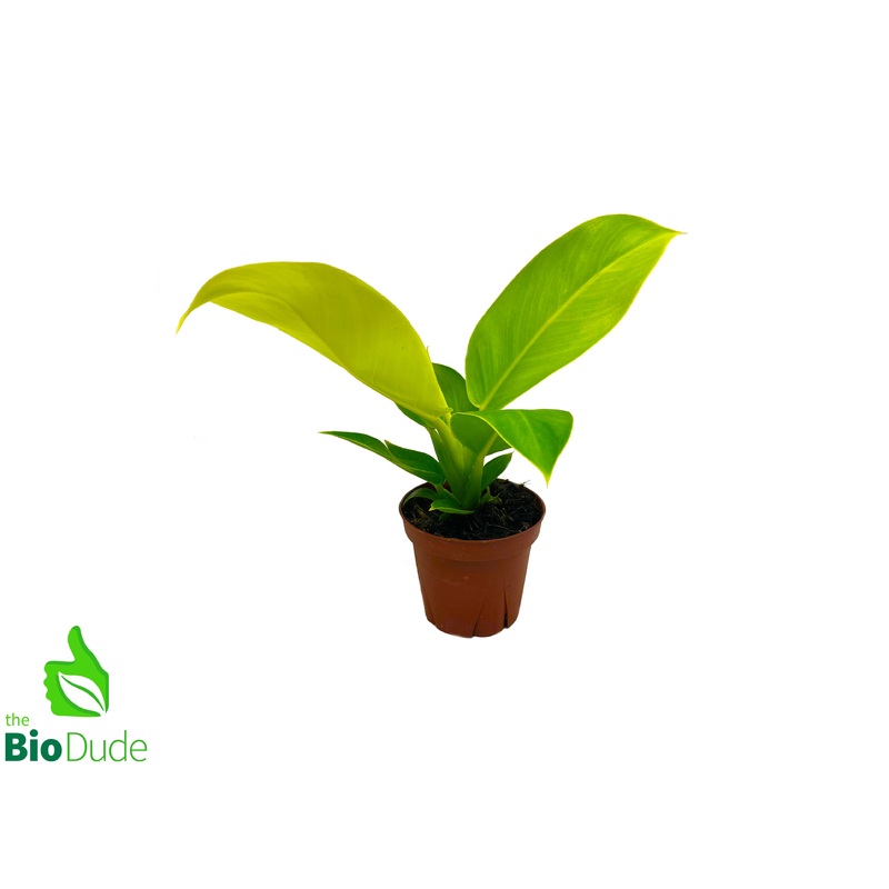4″ Pot Philodendron Moonlight
