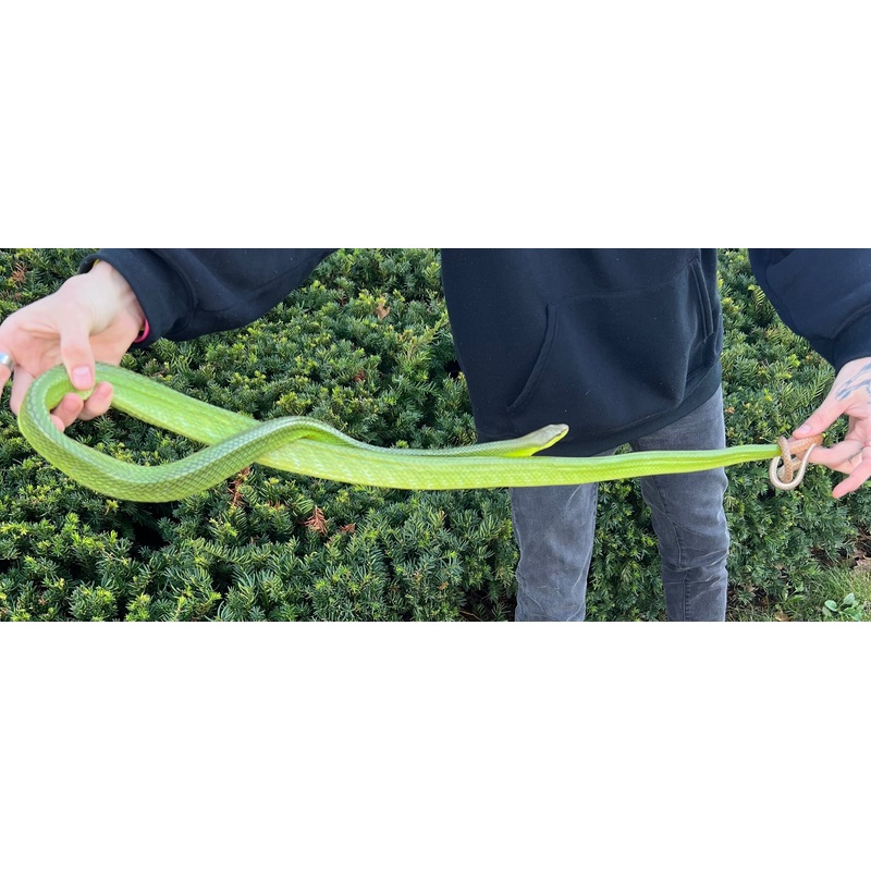 Adult Red Tailed Green Ratsnake Male