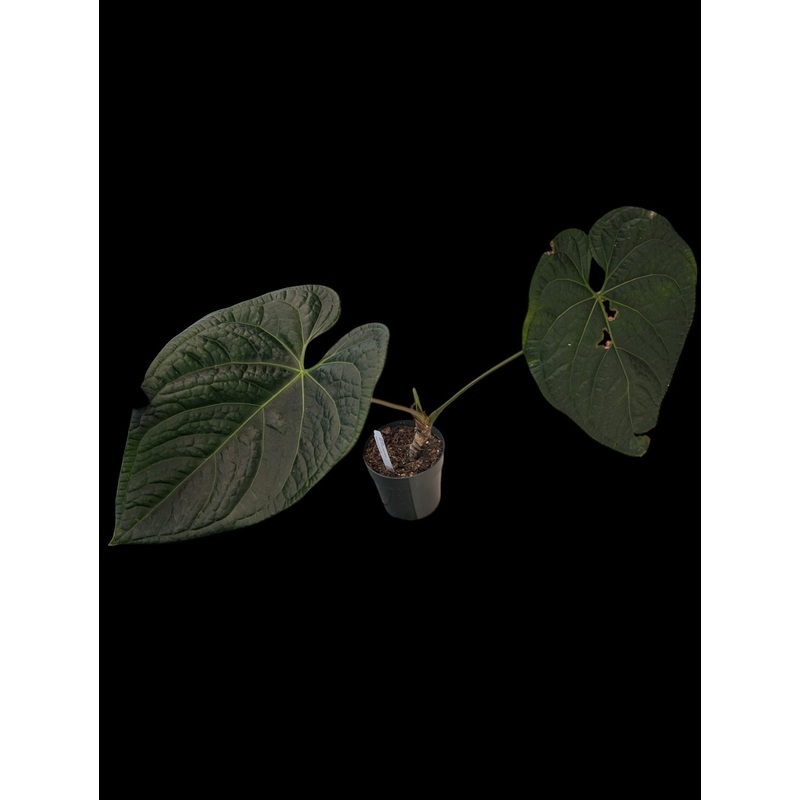 Anthurium Black Diamond ‘Inverse Crossing’