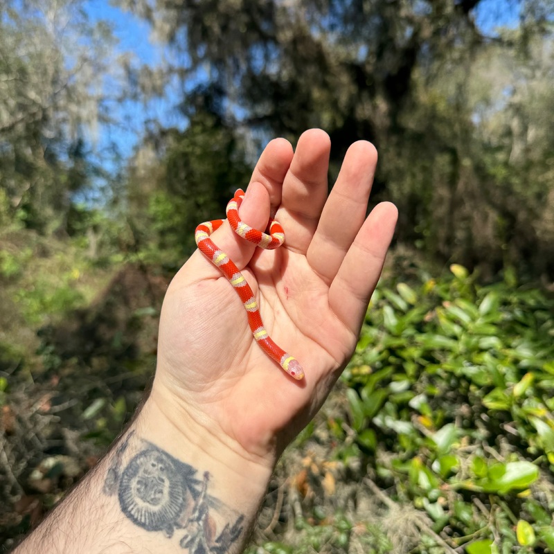 Baby Albino Nelson’s Milk Snake Male