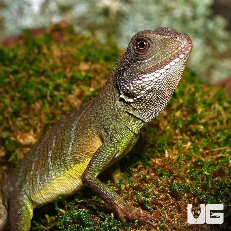 Baby Chinese Water Dragons For Sale