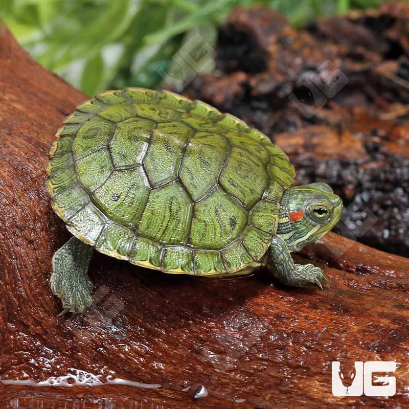 Baby Red Ear Slider Turtles For Sale
