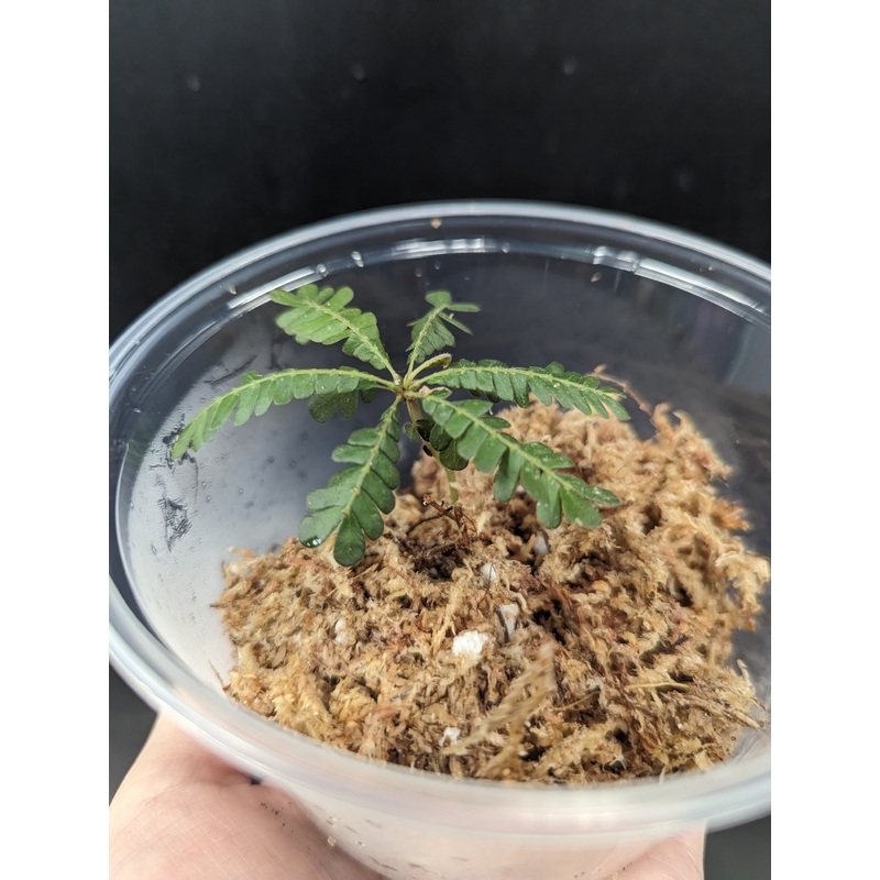 Biophytum sp ‘Ecuador’ seedlings