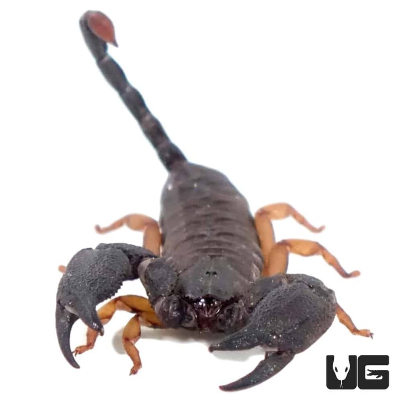 Cape Burrowing Scorpion For Sale