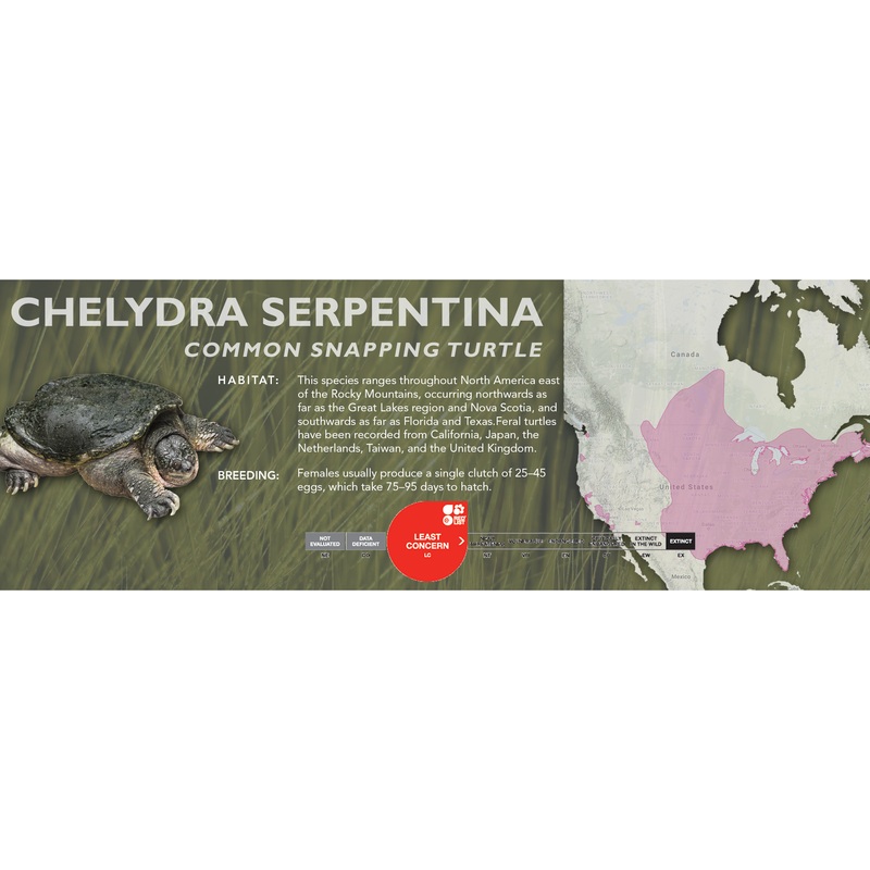 Common Snapping Turtle (Chelydra serpentina) – Classic Vivarium Label