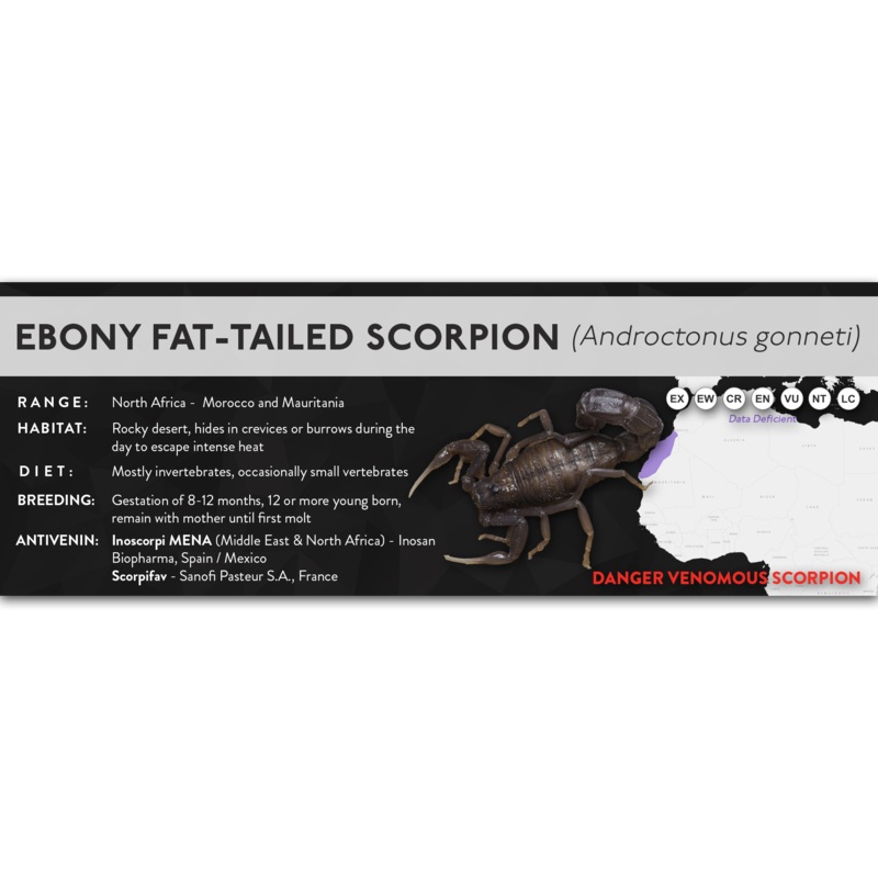Ebony Fat-tailed Scorpion (Androctonus gonneti) – X Label Regular Size (7″ x 2.5″) Laminated Paper