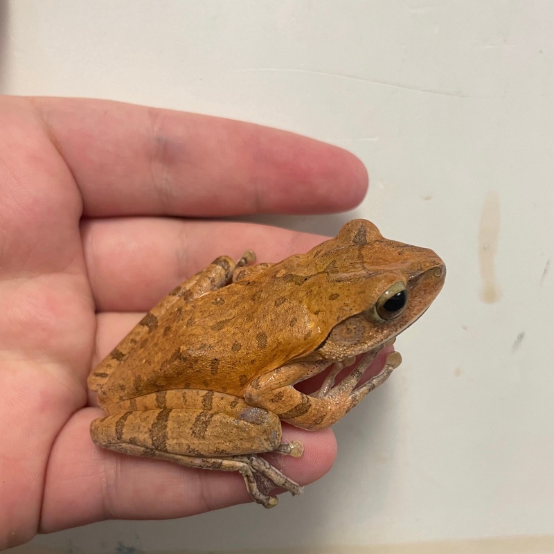 Golden Tree Frog