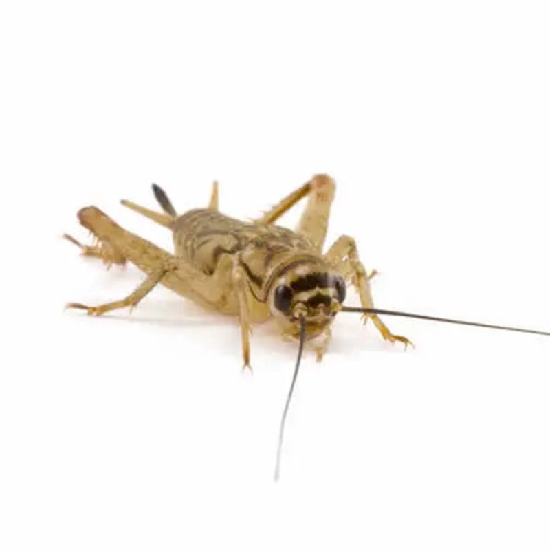 Medium Small Silent Brown Crickets 6-8mm 175 Pack