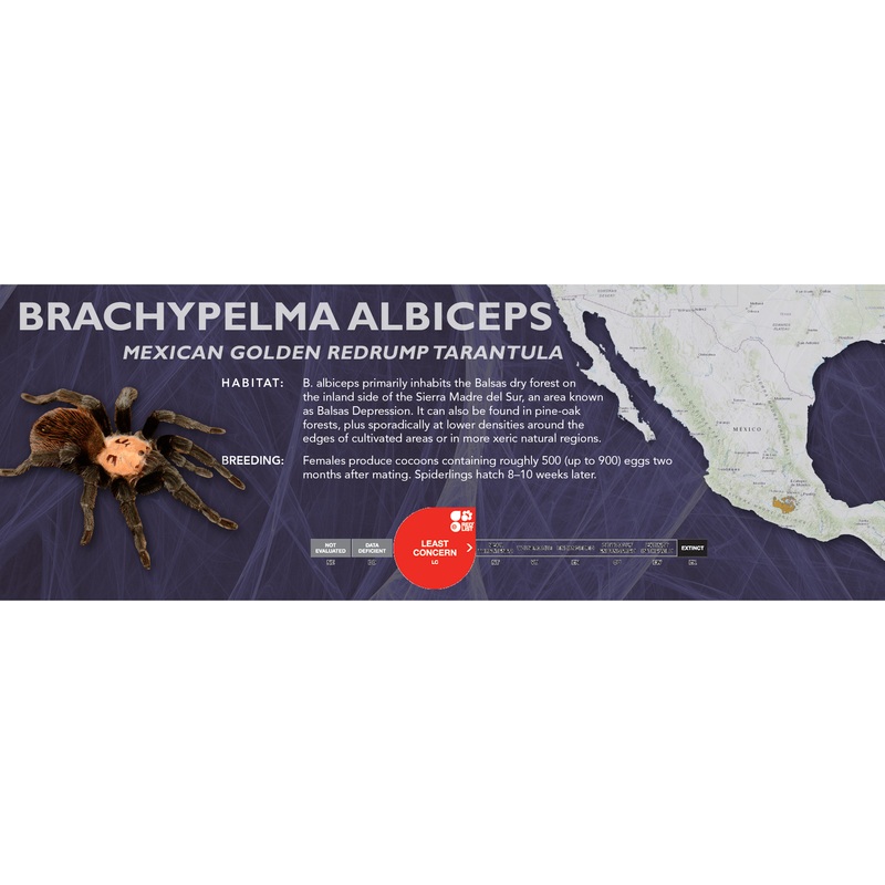 Mexican Golden Redrump Tarantula (Brachypelma albiceps) – Classic Vivarium Label
