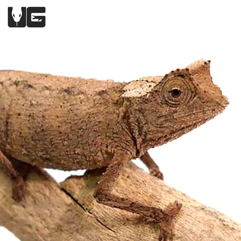 Plated Leaf Chameleon For Sale