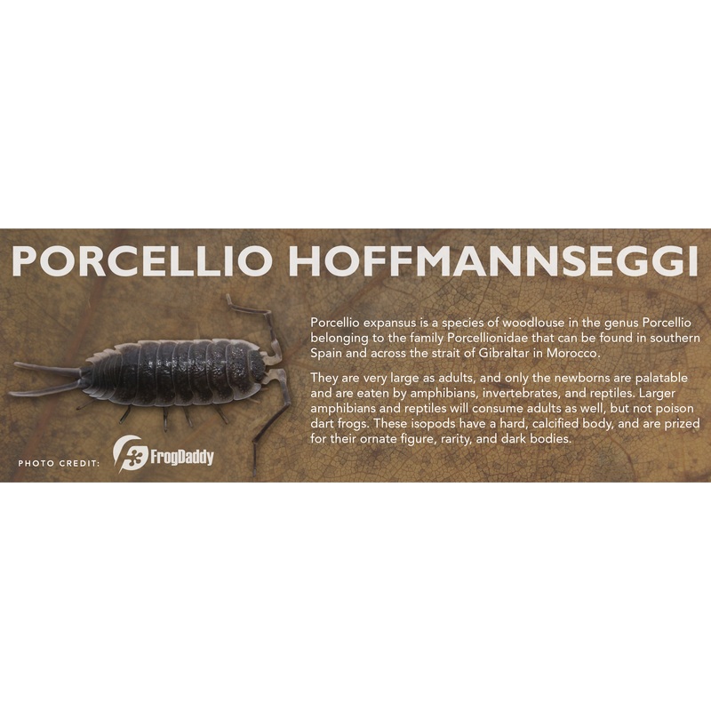 Porcellio hoffmannseggi – Isopod Label Standard Size 7″ x 2.5″ Standard