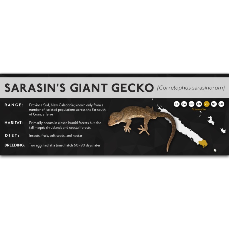 Sarasin’s Giant Gecko (Correlophus sarasinorum) – X Label Laminated Paper