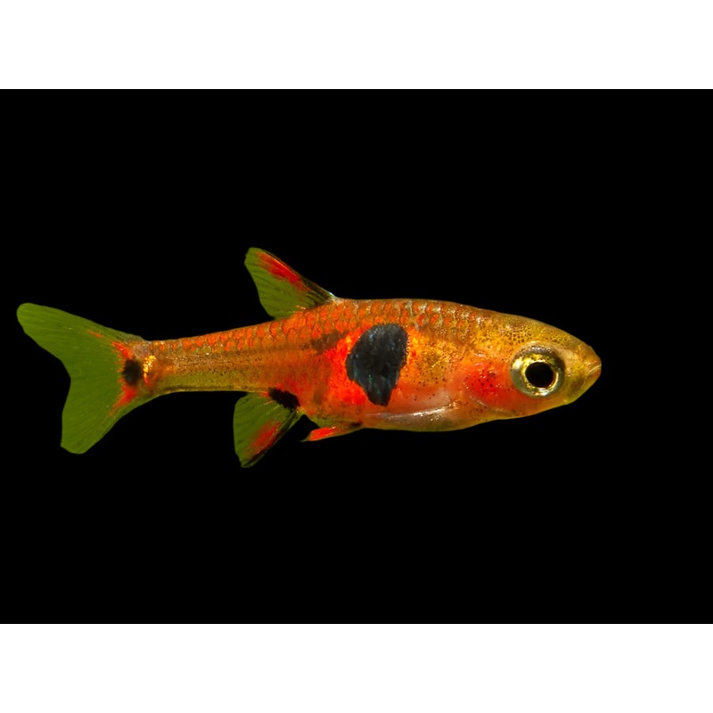 Strawberry Rasbora